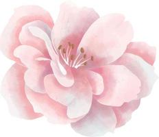 aquarel roze bloem. handgeschilderde vectorillustratie van bloeiende roos op witte geïsoleerde achtergrond. botanische tekening voor huwelijksuitnodiging vector