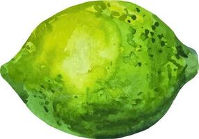 aquarel hand getekend geheel groene verse limoen illustratie geïsoleerd vector