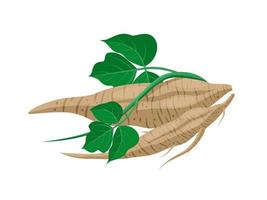 vectorillustratie van kudzu wortel of pueraria montana, kruiden plant, geïsoleerd op een witte achtergrond. vector