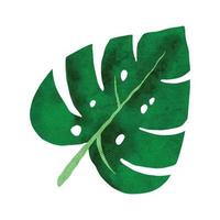 aquarel zomer tropische monstera illustratie vector