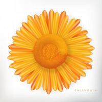 vector calendula bloem illustratie op witte achtergrond