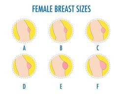 set van ronde lijn iconen van verschillende vrouwelijke borstomvang, zijaanzicht van het lichaam. vector