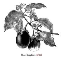 Thaise aubergine botanische illustratie vintage stijl zwart-wit illustraties geïsoleerd op een witte achtergrond vector