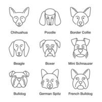 honden rassen lineaire pictogrammen instellen. dunne lijn contour symbolen. chihuahua, poedel, border collie, beagle, bokser, mini schnauzer, duitse spits, franse, engelse buldoggen. geïsoleerde vectoroverzichtsillustraties vector