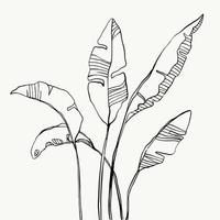 tropische palmbananenbladeren. mooie hand getekende exotische planten op witte achtergrond. vector ontwerp