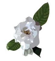 gardenia bloem. vectorillustratie. vector