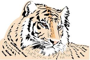 een tijger die op de grond ligt met een gestreepte vacht en heldere ogen vector