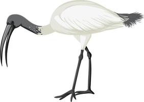 Australische witte ibis geïsoleerd vector