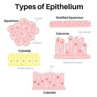 type epitheel vector