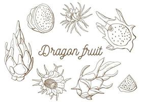drakenfruit lineaire set. pitaja. witte achtergrond, isol. vorige illustratie. vector