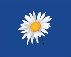 bellis perennis. het madeliefje, is een europese soort van de familie asteraceae vector