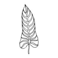 tropisch palmverlof in schetsstijl, geïsoleerde vectorillustratie. verlof van palmboom in lineaire doodle stijl. botanische minimalistische print van exotisch verlof, schetsontwerp. vector