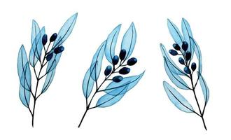 aquarel tekenen door handen. set van eucalyptus bladeren en takken. transparante tekening van blauwe eucalyptusbladeren, eucalyptusvruchten. clipart, geïsoleerde elementen vector