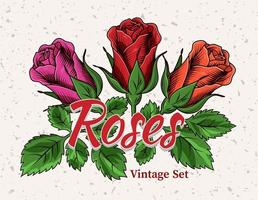 vintage bloeiend rood, magenta, oranje toppen van roos met groene bladeren op getextureerde backgorund. stijl graveren. geïsoleerde vectorillustratie vector