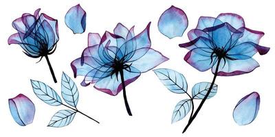 aquarel tekenen transparante bloemen en bladeren van een roos van blauwe en roze kleur. clipart, set bloemen en bladeren voor bruiloft, uitnodigingen, gefeliciteerd vector