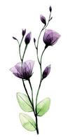 aquarel tekening. transparante wilde roze bloem. geïsoleerd op witte achtergrond violet, paars transparante struik roze bloem, x-ray. vector