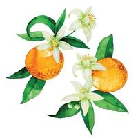 aquarel tekening. set boeketten, composities met sinaasappelen. bloemen, bladeren en vruchten van sinaasappel. vintage ontwerp vector