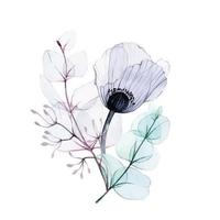 aquareltekening, boeket met transparante papaver- en eucalyptusbladeren in pastelkleuren. ontwerpelement voor bruiloft, ansichtkaarten, uitnodigingen, gefeliciteerd. vintage delicate transparante bloem vector