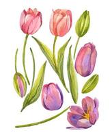 bloem tulp elementen aquarel vector