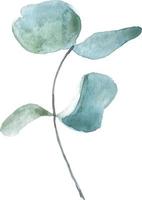 aquarel handgetekende illustratie. eucalyptus clipart element op de witte achtergrond. vector