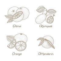 vintage hand getrokken citrus set vector