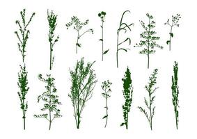 wild kruid, bloeiveldgras, plantensilhouetten vector