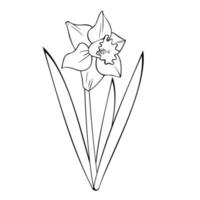 zwart-wit afbeelding, lentebloem narcis met bladeren, vectorillustratie op een witte achtergrond vector