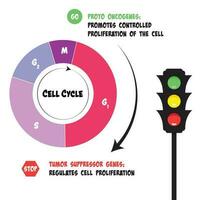de functies van proto-oncogenen en tumorsuppressorgenen in de celcyclus vector