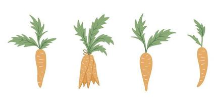 vector set cartoon stijl wortelen. platte eenvoudige illustratie met wortelgroenten. illustraties voor kinderen ontwerpen.