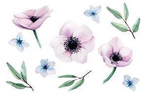 aquarel set, collectie met roze anemonen bloemen, eucalyptus bladeren en blauwe hortensia bloemen geïsoleerd op een witte achtergrond. pastel, stoffige roze en blauwe kleuren, vintage clipart vector