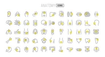 set van lineaire iconen van anatomie vector