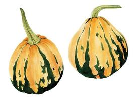 aquarel tekening. set met pompoenen. realistische tekening herfst groenten. groen oranje pompoenen, symbool van de herfst, oogst, halloween, thanksgiving. clipart geïsoleerd op witte achtergrond vector