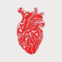 vintage anatomische hart vector