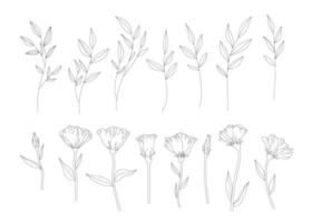 lijn hand getrokken set illustratie van bloemen en bladeren, blad op een tak, elegante Boterbloem boterbloem bloem voor trend bloemdessin. vector. vector