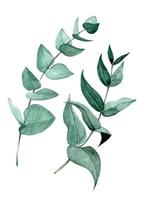 aquarel tekenen door handen. set van eucalyptus bladeren. takken en bladeren van een tropische plant eucalyptus. grafisch ontwerpelement voor wenskaart, poster, bruiloft, textiel vector