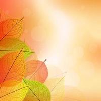 achtergrond met gestileerde herfstbladeren vector