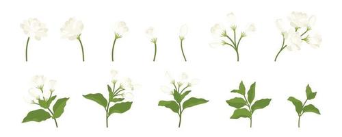 hand getrokken collectie van jasmijn bloem illustratie. vector
