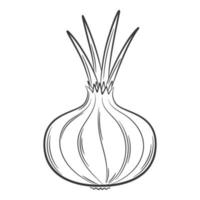 ui hoofd. een groente in een lineaire stijl, met de hand getekend. voedselingrediënt, ontwerp element.lineart. zwart-wit vectorillustratie. geïsoleerd op een witte achtergrond vector