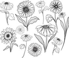 zonnebloem lijn kunst zonnebloem bloem vector tekening set. handgetekende illustratie geïsoleerd op een witte achtergrond. vintage-stijl botanische schets.