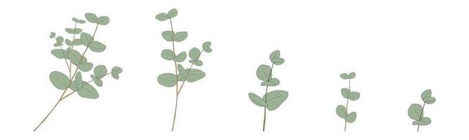 Eucalyptus bladeren ronde vorm op branches.set vector illustratie natuurlijke groene bladeren elementen, eucalyptus populus geïsoleerd op een witte achtergrond eenvoudig en schattig ontwerp voor textiel of wenskaart