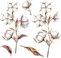 aquarel rustieke katoenen bloemen, katoenplant boll realistische set vector