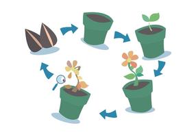Plant groeicyclus vector set