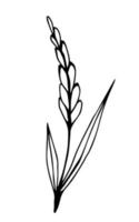handgetekende eenvoudige vectorillustratie in zwarte omtrek. piek van tarwe, granen, groeiende biologische planten, landbouw seizoensgebonden oogst. voedsel, brood, meel. voor labels, winkel, markt. vector