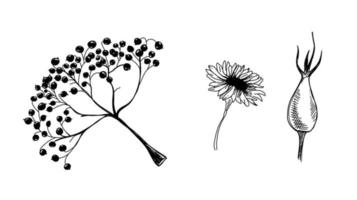 planten hand getekende illustratie. botanische vector schets. doodle lijsterbes. rozenbottel bloem afbeelding. planten inkt.