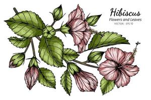 roze hibiscusbloem en bladeren vector