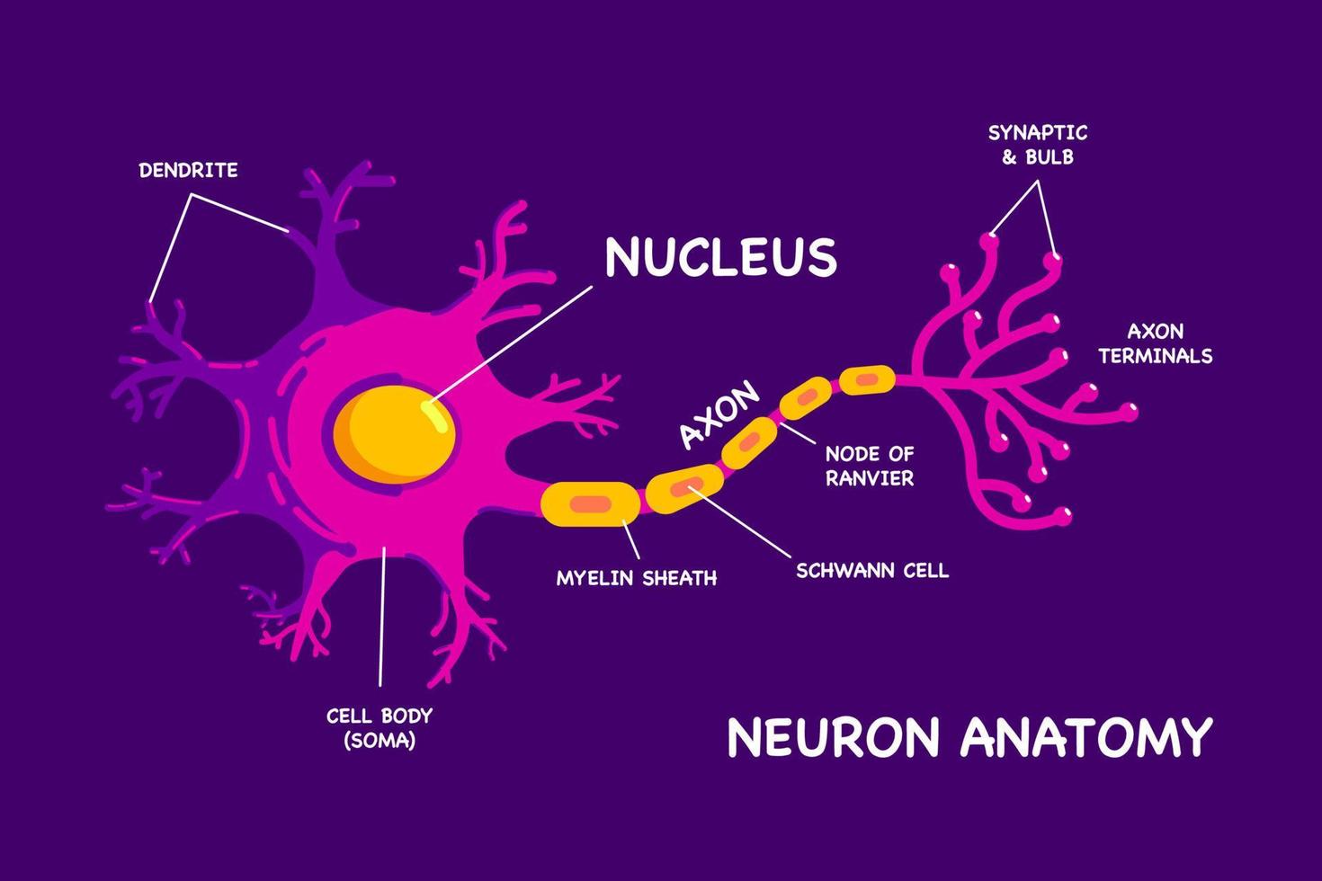 intressant mänsklig neuron eller nervcellsanatomi platt design vektorillustration vektor