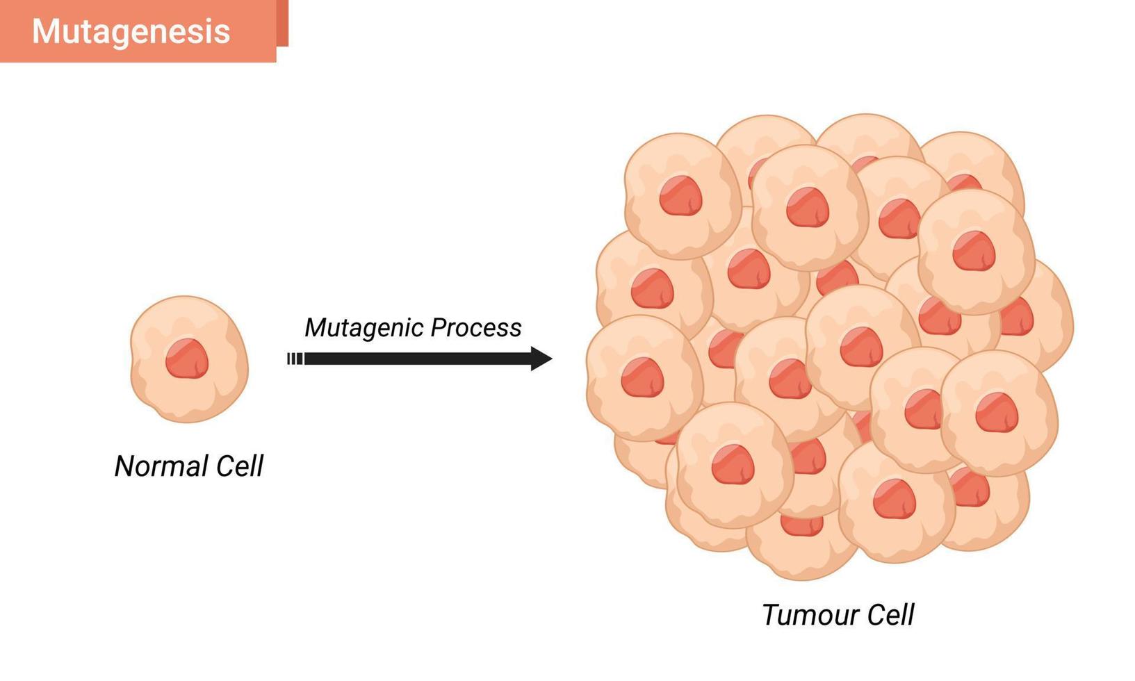 Mutagenese-Zellvektorillustration, Tumorzellproliferation vektor