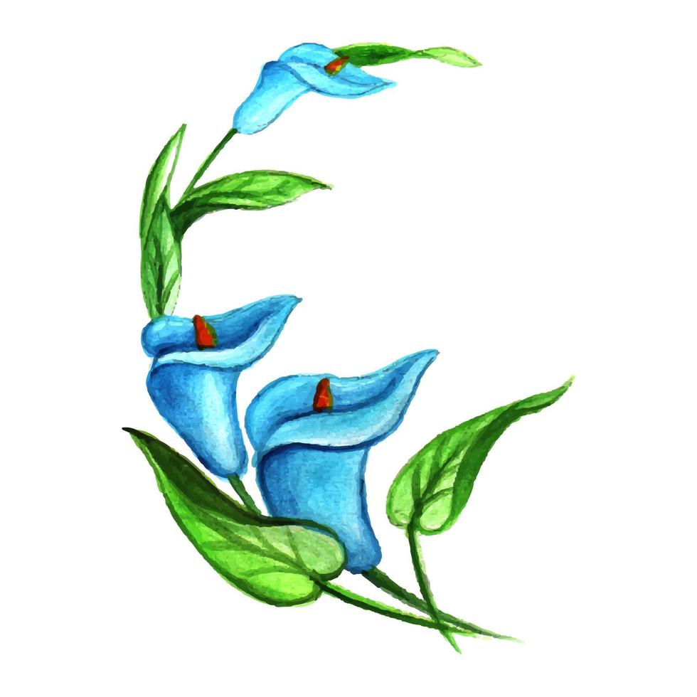 illustration handritad blå lilja vektor