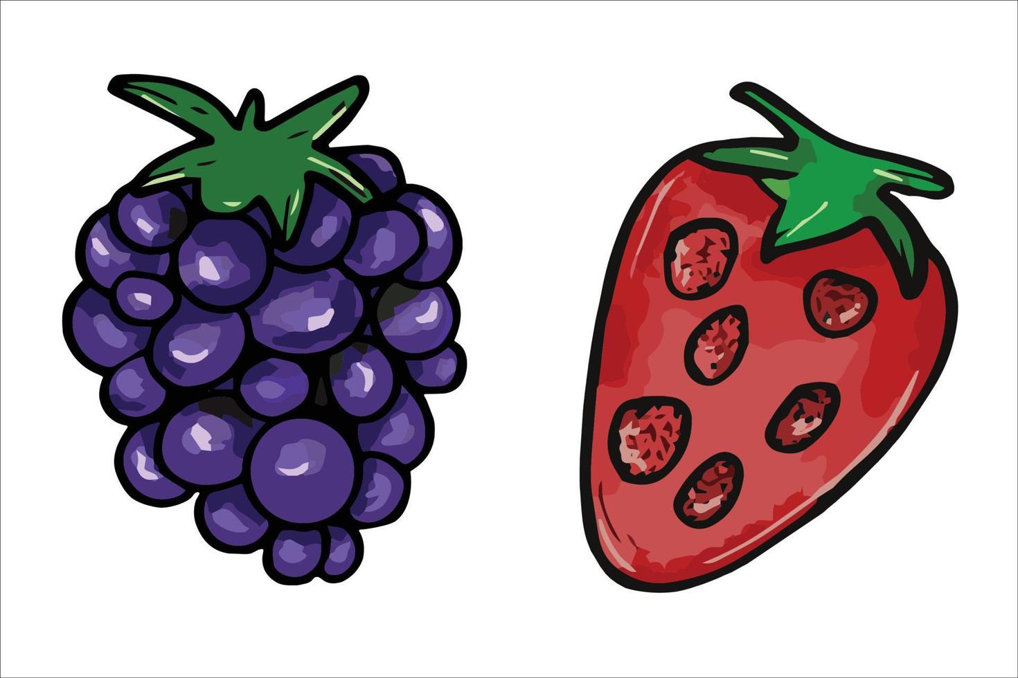 Vektor-Beeren-Set. Erdbeer- und Brombeerillustration vektor