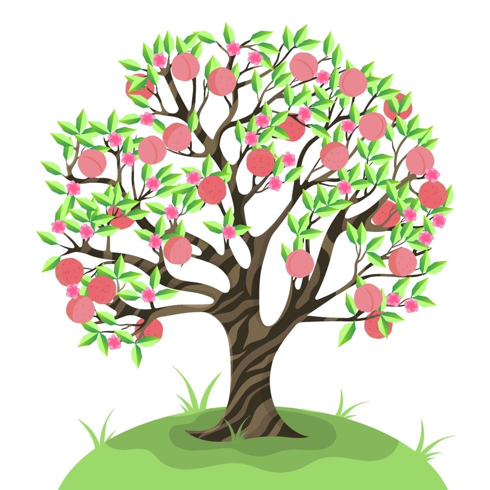 persika träd isolera på en vit bakgrund. vektorgrafik. vektor
